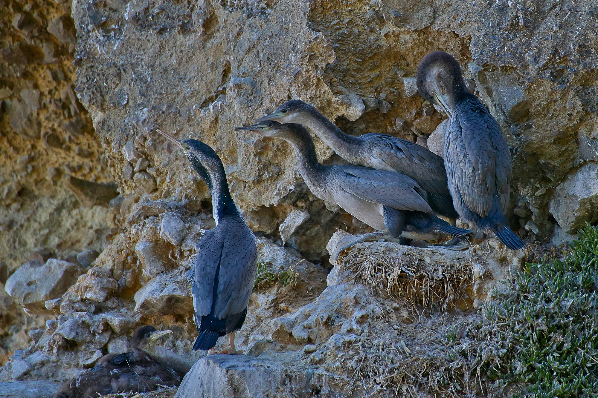 cormorants, New Zealand